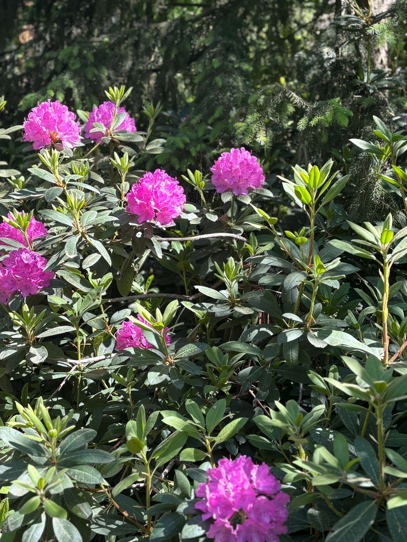 Bloeiende rododendrons