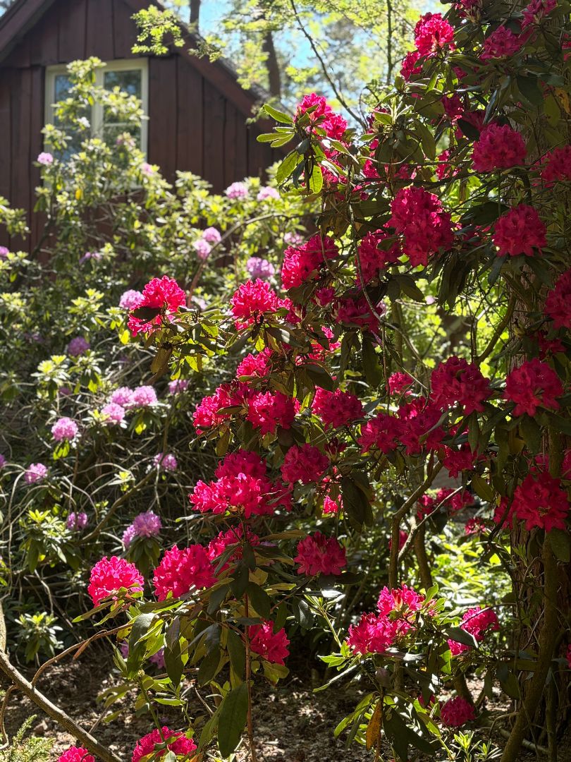 Rododendron villa
